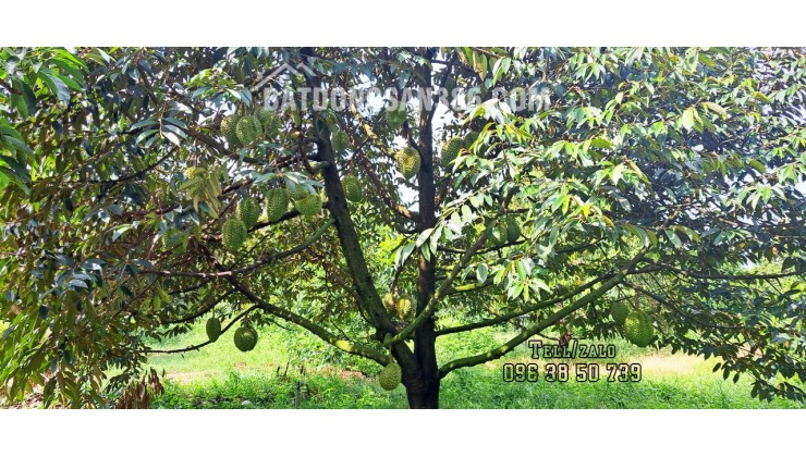 Cần bán 1,6 hecta đất vườn sầu riêng Thái, Ri6 || Suối Nho, Định Quán.
